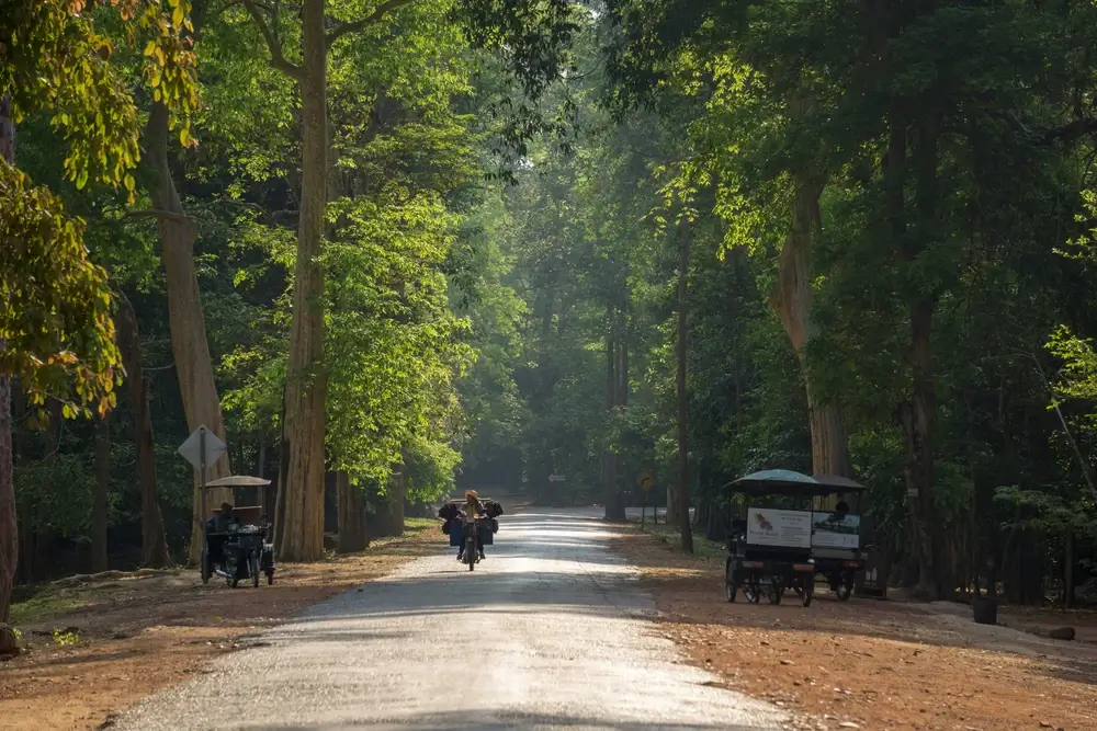 A scenic paved road leading through lush green trees