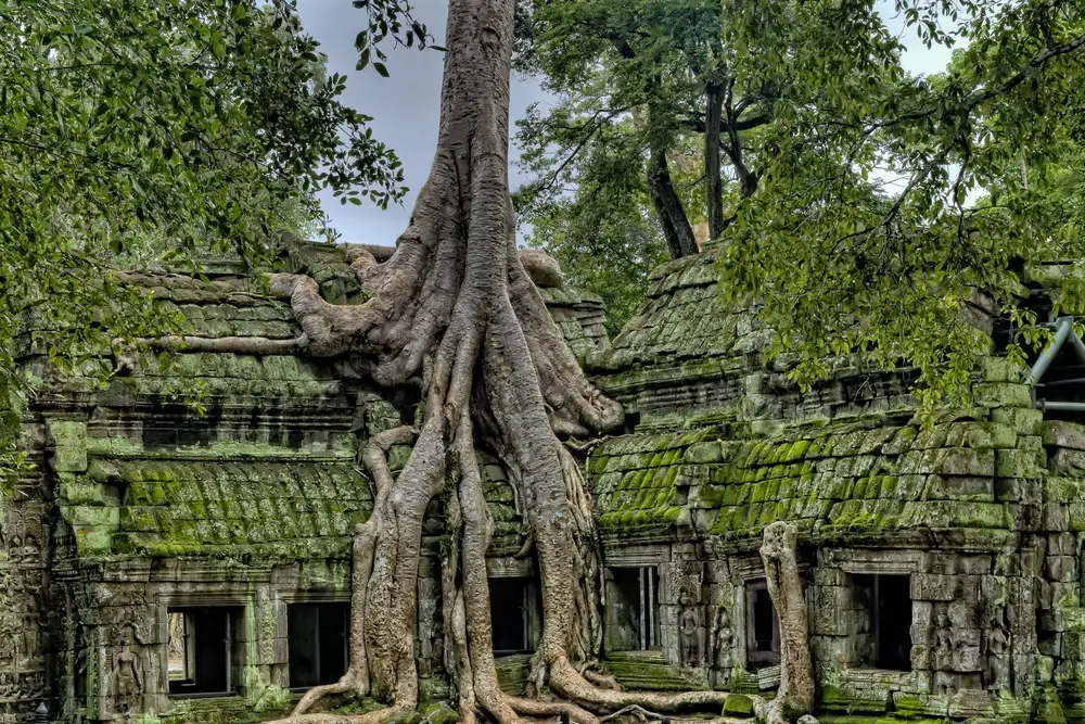 An ancient temple adorned with a majestic tree growing on its structure.