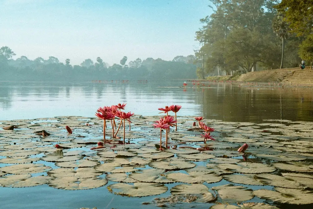 Serene lake adorned with vibrant lotus flowers.