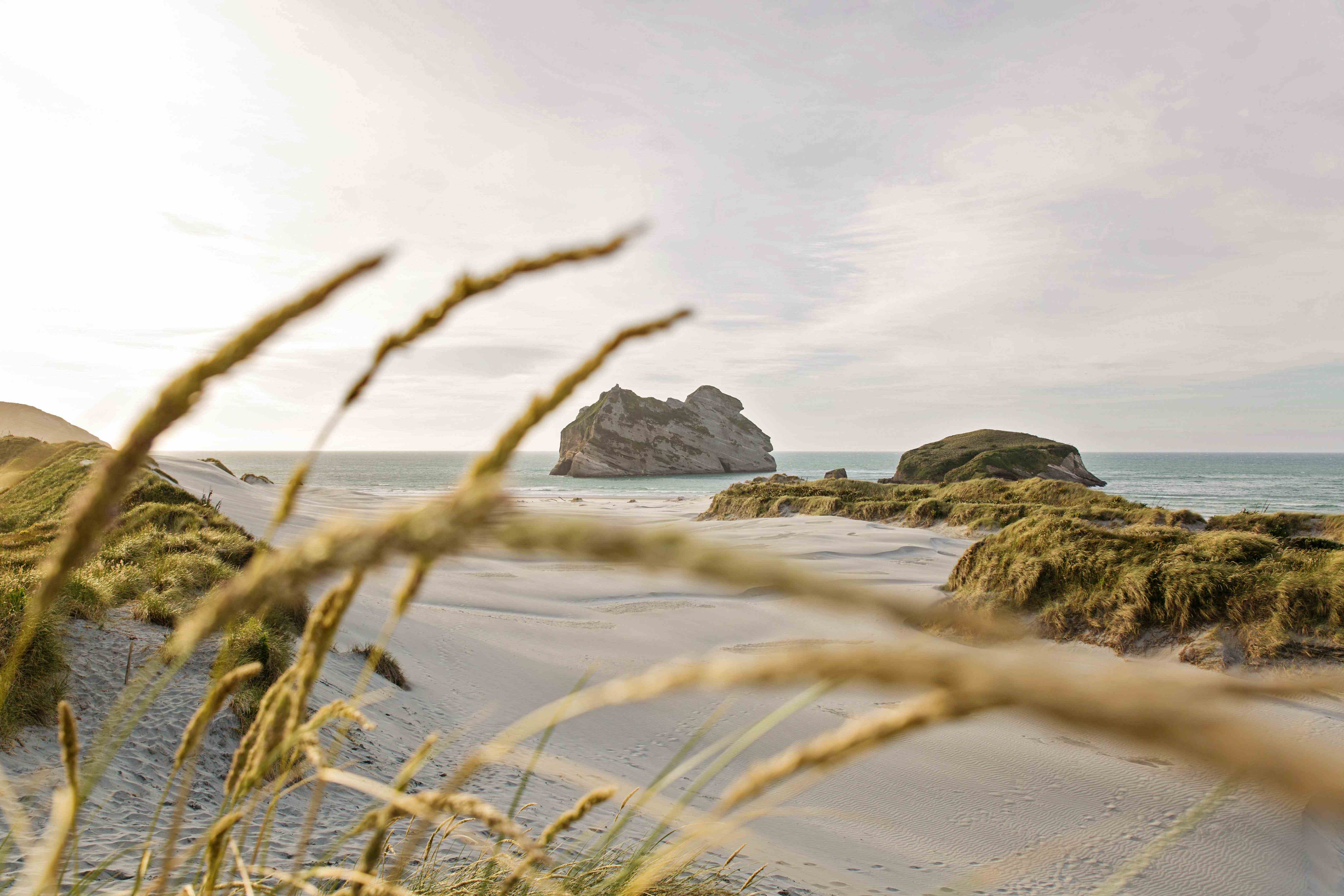 grass blowing in front of sane dune