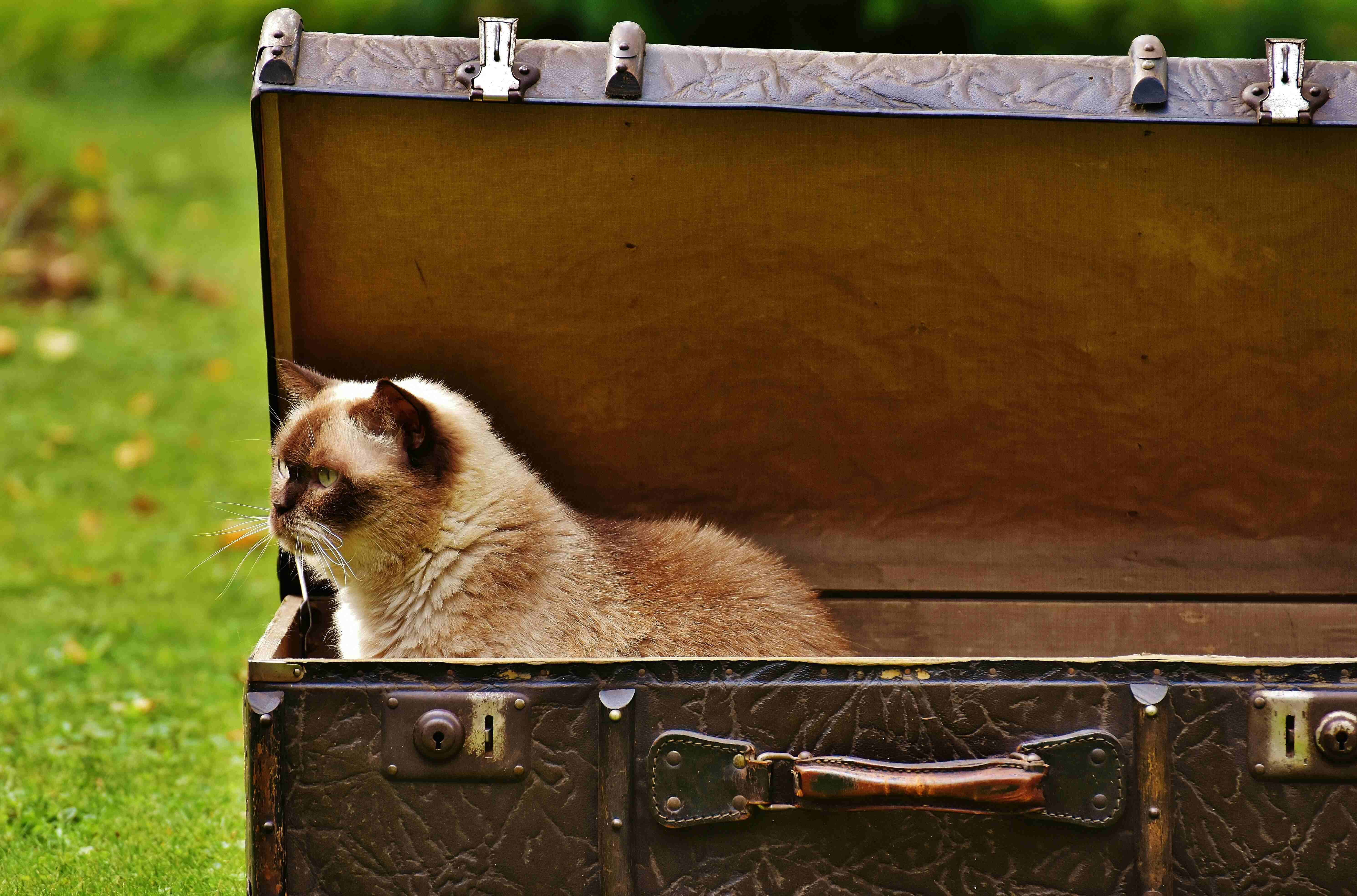 cat in a suitcase