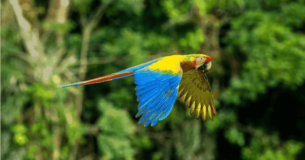 digital-nomad-visa-for-costa-rica