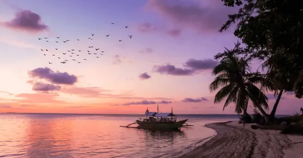dusk ocean view and birds