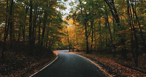 road in forrest in michigan