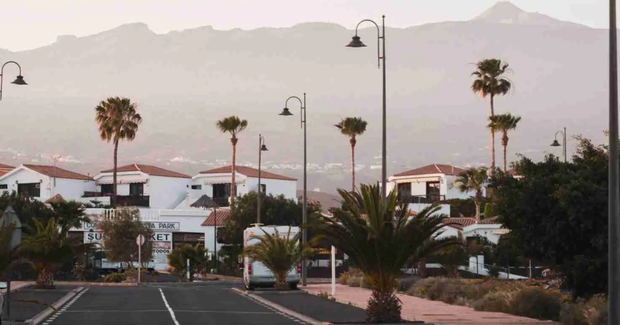 palmtrees in tenerife
