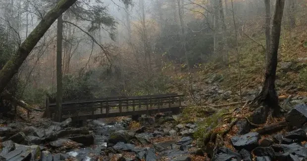 Forrest with a river
